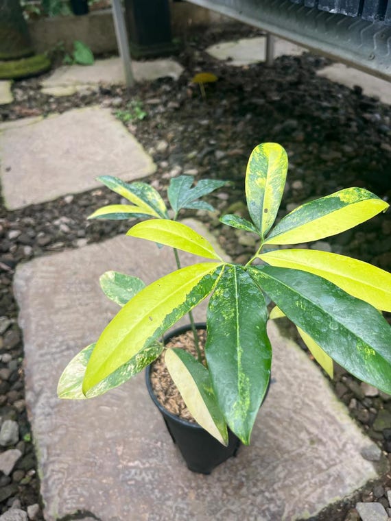 Variegated Philodendron Goeldii | Rare Tropical Aroid Collector Plant -  Etsy Israel
