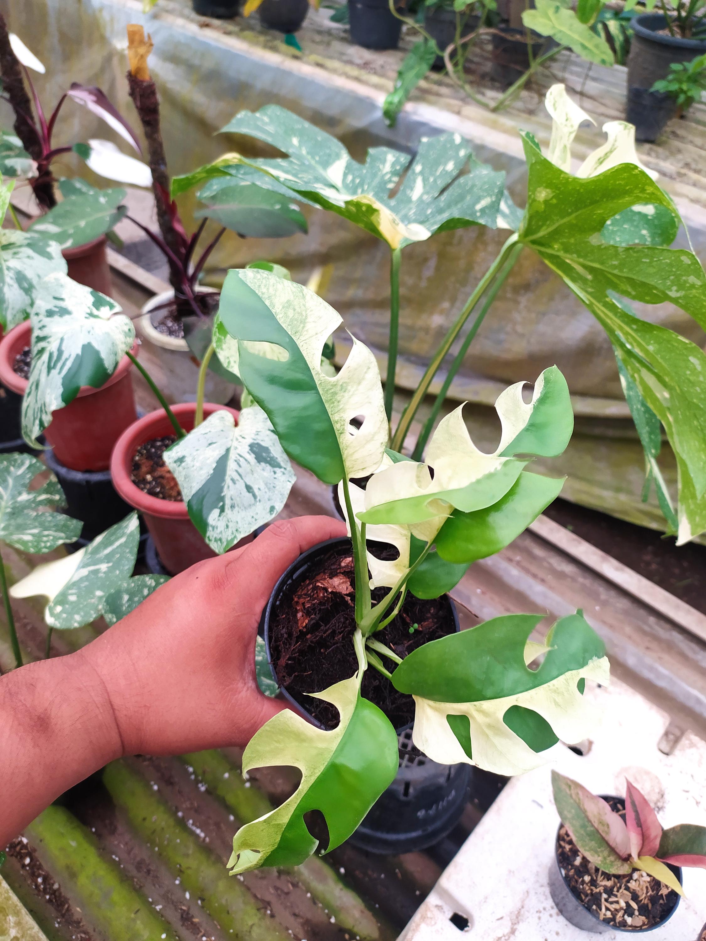 Monstera white lava - Etsy 日本