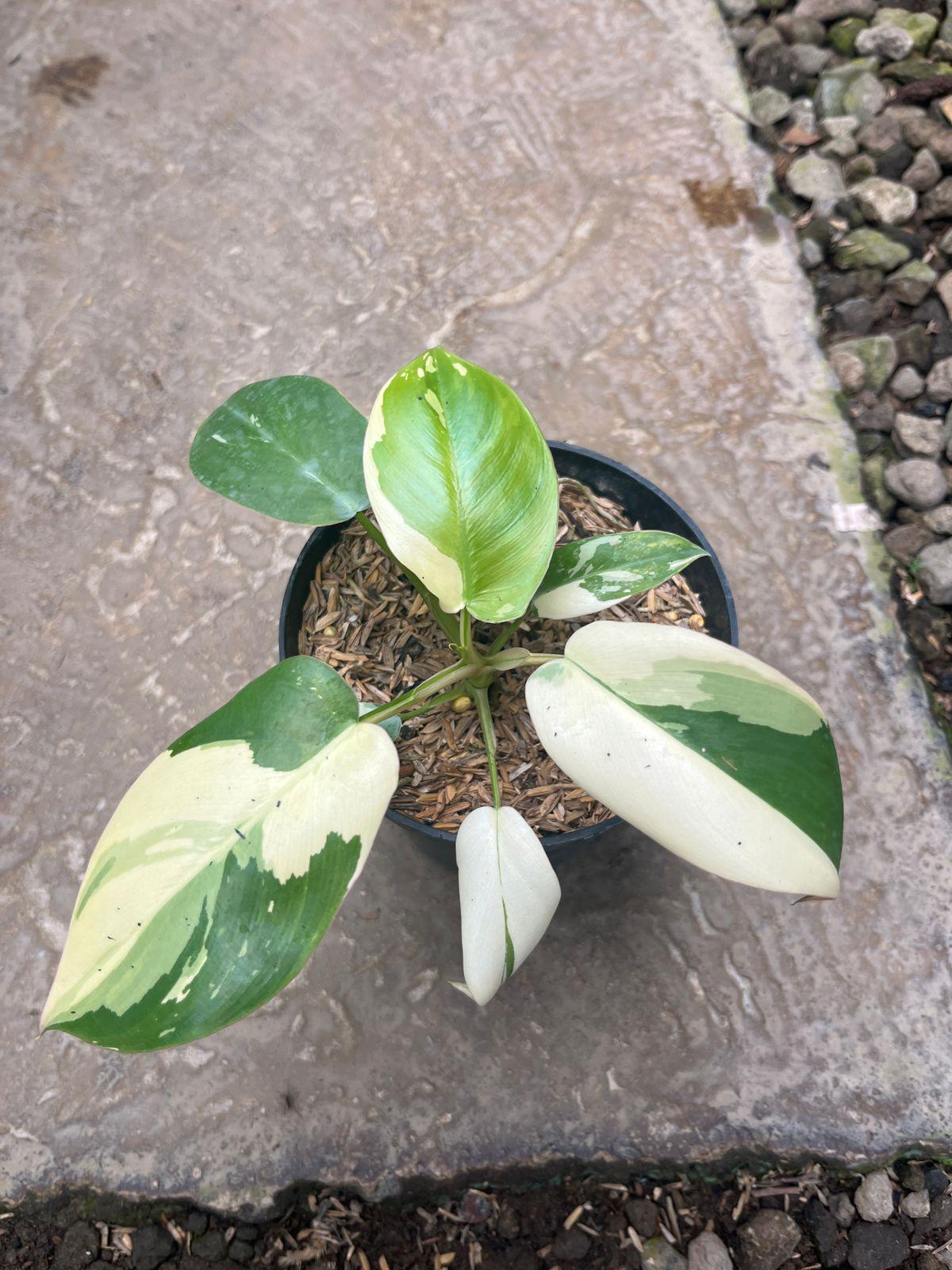 philodendron white marble Philodendron 'Pink Princess' | Indoor Plant | Tropical Plant main image 0
