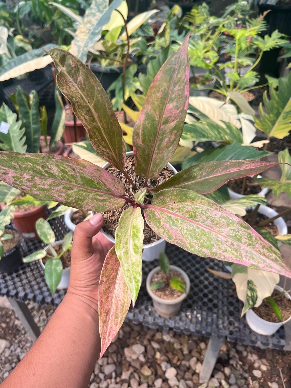 Anthurium variegated - Etsy 日本