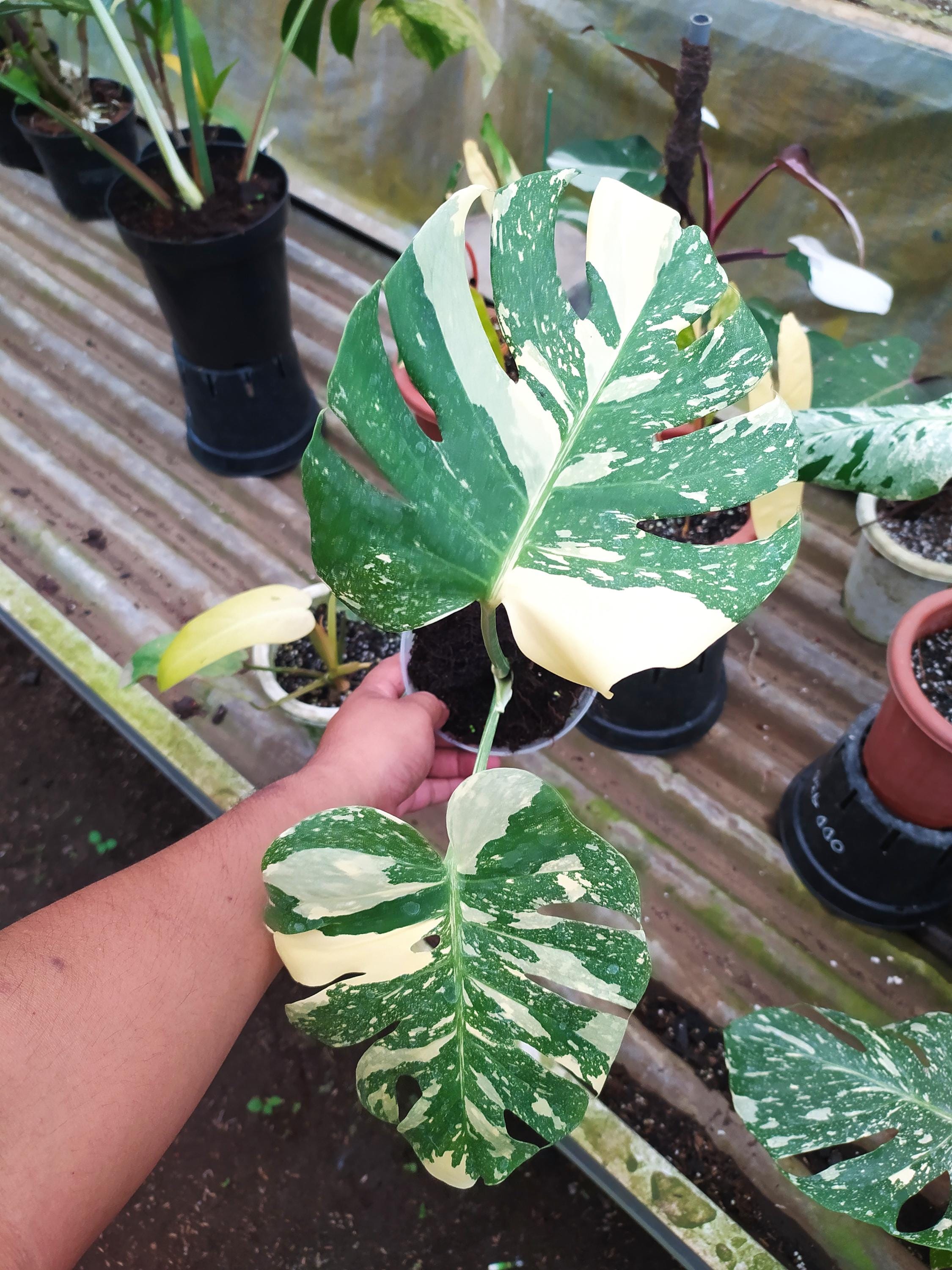 Monstera white lava - Etsy 日本