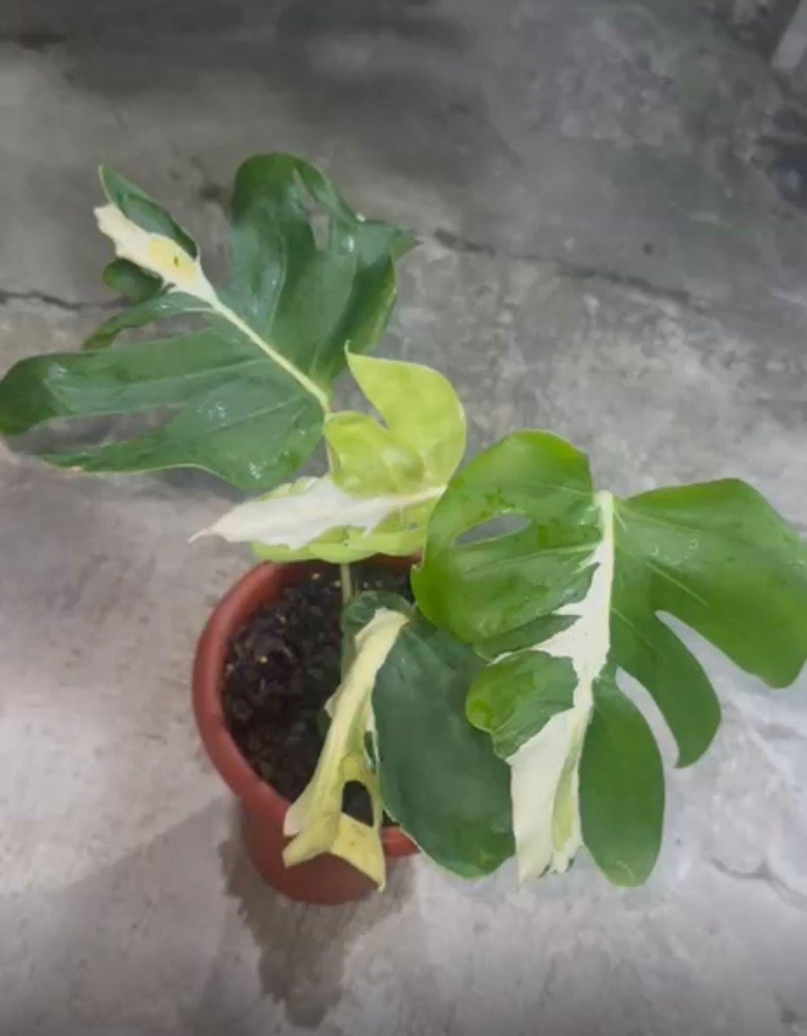 Monstera White Lava モンステラ ホワイトラヴァ 斑入り Monstera white lava - Etsy 日本