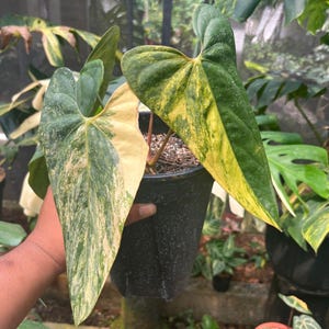 Op de afbeelding: Een potplant met grote, hartvormige bladeren. De bladeren vertonen een opvallende bonte afwisseling van groen, geel en crème. De plant staat in een zwarte plastic pot, met andere planten op de achtergrond.