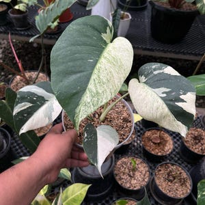 Philodendron Goeldii Mint Variegated - Etsy