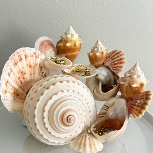 May include: A decorative jewelry holder constructed from an arrangement of various natural seashells. The structure features a large, spiraled white and tan shell at the front, surrounded by smaller conch and scallop shells holding gold jewelry.