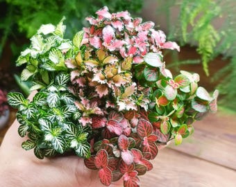 May include: A cluster of small Fittonia plants featuring variegated foliage in shades of bright green with white veins, soft pink with green edges, and deep red with dark red veins, all growing together in a dense, compact, and leafy arrangement.
