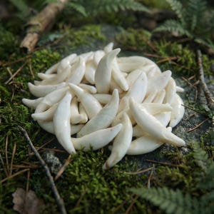 May include: A pile of off-white, curved teeth, possibly canine, arranged on a mossy surface. The teeth have a smooth, polished appearance and vary slightly in size and shape. The background includes green moss, ferns, and a natural, earthy setting.