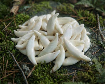 Real Coyote Teeth Bulk - 1"-1.8" Sizes | Jewelry Art Unique Craft Costume Bulk White