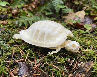 Ejemplar de esqueleto de tortuga real - Taxidermia de reptiles / Decoración de cultura buitre / Regalo de historia natural / Origen ético