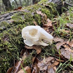 May include: An off-white animal skull lies on a bed of fallen leaves and moss-covered wood. The skull's features are visible, with eye sockets and a jawline. The natural setting includes green grass and brown leaves.