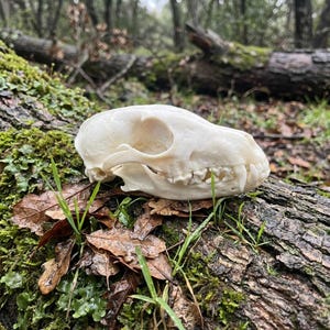 May include: A cream-colored animal skull with visible teeth rests on a mossy log. The skull is in sharp focus, showcasing its detailed structure. The background is blurred, featuring a forest setting with fallen logs and foliage.