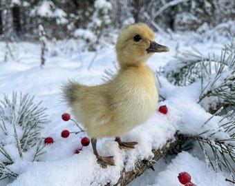 Real Taxidermy Duckling Standing - Ethical Yellow Duck Specimen | Cute Oddities Curio & Dark Academia Decor