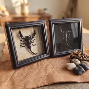 May include: Two square black frames containing preserved scorpions. The left frame features a dark scorpion against a light beige background, while the right frame displays a dark scorpion against a black background. Both frames have a deep profile.