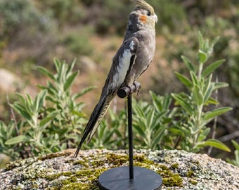 Kit de taxidermia ética de cacatúa ninfa real - Ejemplar de ave de calidad museística / Único en su clase / Lo que ves es lo que obtienes / Para coleccionar y enseñar