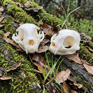 May include: Two off-white animal skulls are displayed on a mossy log. The skulls are positioned side-by-side, showcasing their intricate bone structure, including eye sockets, teeth, and nasal cavities. The background features green moss, brown leaves, and blades of grass.