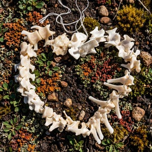 Può includere: Una disposizione circolare di piccole vertebre di animali bianco sporco, possibilmente una collana o un oggetto decorativo. Le vertebre sono infilate con un cordoncino bianco, su uno sfondo di vegetazione verde, marrone e arancione.