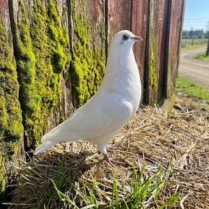 May include: A white pigeon stands on a bed of hay and grass, with a weathered wooden barn in the background. The bird has a smooth, white plumage and a small, dark eye. The barn's wood is a mix of red and brown, with green moss.