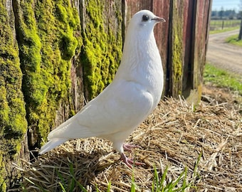 Real White Pigeon Taxidermy - Real Dove Specimen | Dark Academia Decor | Oddities Gift | Ethically Sourced