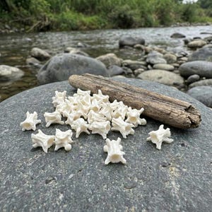 Op de afbeelding: Een verzameling kleine, cr&egrave;mekleurige, botvormige objecten op een grijze rots. Een stuk drijfhout ligt ernaast. De achtergrond toont een stromende rivier en groene vegetatie, wat een natuurlijke sc&egrave;ne cre&euml;ert.