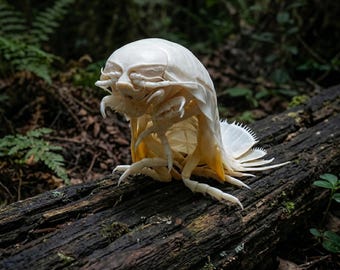 Conjunto de ejemplares de isópodos gigantes auténticos - De origen ético / Bathynomus Giganteus / Taxidermia de aguas profundas / Regalo de rarezas y curiosidades