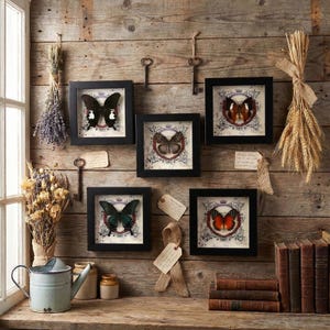 May include: A display of framed butterfly specimens on a wooden wall. Each black frame houses a different butterfly, with diverse colours and patterns. Vintage keys and dried flowers enhance the rustic, antique aesthetic.