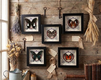 Real Butterfly Taxidermy in Black Frame | Red Lacewing Pair, Chinese Peacock, Black Helen | Desk & Wall Decor Entomology Art | Gift Bag