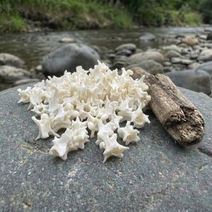 Op de afbeelding: Een stapel kleine, gebroken witte, botvormige objecten, mogelijk wervels, ligt op een grijze rots. Een stuk verweerd drijfhout ligt in de buurt. De achtergrond toont een stromende rivier en rotsen, wat een natuurlijke omgeving suggereert.