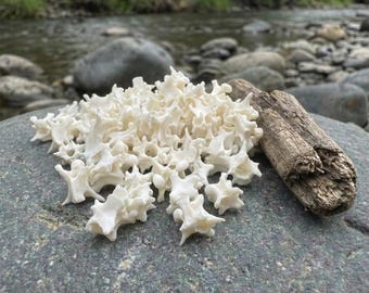 Ossa di vertebre di serpente di provenienza etica: veri campioni di colonna vertebrale per la creazione di gioielli e arte naturale