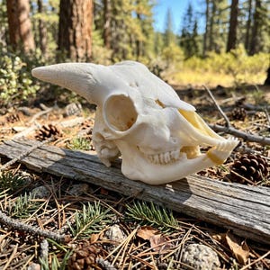 May include: A bleached white animal skull with a prominent horn and visible teeth. The skull rests on a weathered wooden plank amidst pine needles and pine cones, with a forest backdrop.