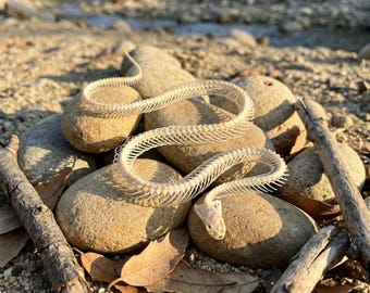 Vértebras de serpiente de origen ético: especímenes de columna vertebral reales para joyería y arte natural.