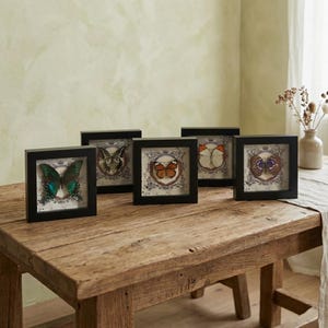 Op de afbeelding: Vijf ingelijste vlinderdisplays met zwarte frames zijn gerangschikt op een rustieke houten tafel. Elk frame bevat een ander vlinderexemplaar, met verschillende kleuren en patronen. De achtergrond van elk display heeft een decoratief ontwerp.