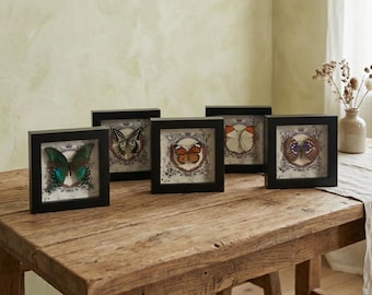 Taxidermia de mariposa real en marco negro / Cola de golondrina esmeralda, emperador púrpura, punta naranja / Decoración de pared con arte entomológico / Bolsa de regalo