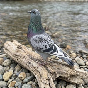 Taxidermia de paloma gris real - Montaje de paloma bravía / Pájaro taxidermizado / Decoración de Dark Academia / Regalo de rarezas / Origen ético