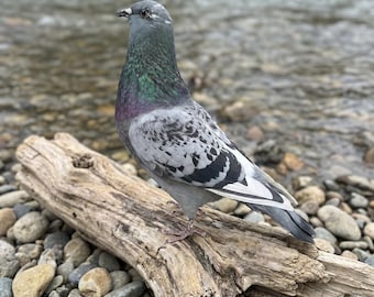 Echte grijze duiftaxidermie - Rock Dove Bird Mount | Taxidermievogel | Dark Academia-decor | Bijzonderheden cadeau | Ethisch geproduceerd