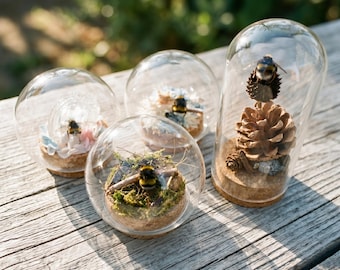 Campana de cristal con forma de abejorro real - Esfera y cilindro con base de corcho / Decoración de insectos en miniatura / Regalo de entomología