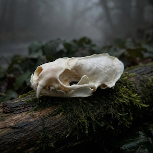 May include: A close-up of a cream-colored animal skull with visible teeth, resting on a moss-covered log. The background is a blurred forest scene with a foggy atmosphere, creating a natural, earthy aesthetic.