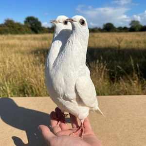 May include: Two white pigeons with black eyes and pink feet are perched on a hand. The birds are in front of a field of tall grass and a blue sky. The pigeons are facing the same direction.
