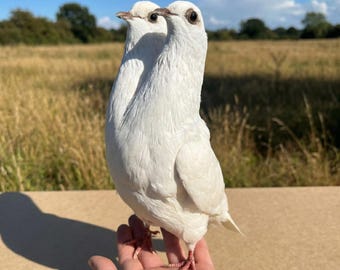 Taxidermia de paloma blanca de dos cabezas - Ave bicéfala singular / Ejemplar de paloma real / Decoración Dark Academia / Origen ético
