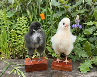 Taxidermia de pollito amarillo real - De origen ético / Ejemplar de pollito en tres poses / Regalo de Pascua / Curiosidades estilo cottagecore