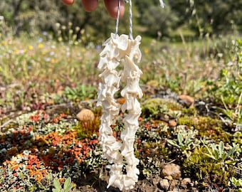 Vértebras completas de visón / Hueso natural para artesanía y escultura / Material de taxidermia ético