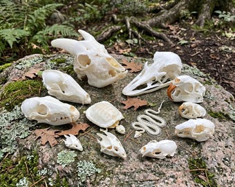 Set echte dierenschedels | Geit Struisvogel Vos Muskusrat Wasbeer Schildpad Slang | Natuurlijke bottaxidermie | Educatieve monstercollectie