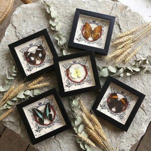 Könnte beinhalten: Sechs gerahmte Schmetterlingsdisplays mit schwarzen quadratischen Rahmen. Jeder Rahmen enthält ein anderes Schmetterlingspräparat vor einem Hintergrund im Vintage-Stil mit einem Kronenmuster. Die Schmetterlinge variieren in der Farbe, einschließlich Braun, Gelb und Blau.
