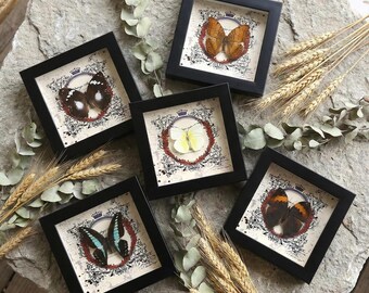 Taxidermia de mariposas reales en marco negro / Hoja de roble naranja, Triángulo azul, Emigrante limón / Decoración de escritorio y pared / Arte entomológico / Bolsa de regalo