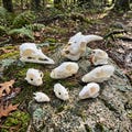 Real Animal Skull Set | Goat Ostrich Fox Raccoon Turtle | Natural Bone Taxidermy | Educational Specimen Collection