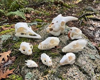 Set echte dierenschedels | Geit Struisvogel Vos Wasbeerschildpad | Natuurlijke bottaxidermie | Educatieve monstercollectie