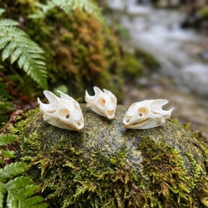 May include: Three small, off-white reptile skulls rest on a moss-covered rock. The skulls display intricate bone structures, set against a blurred backdrop of greenery and a stream, creating a natural, earthy aesthetic.