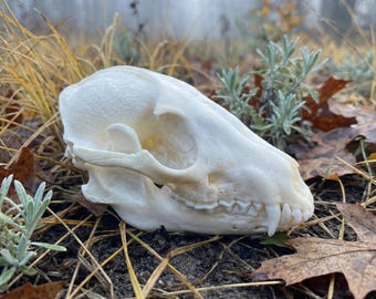 Cráneo de mapache real / Ejemplar de hueso taxidermia / Cráneo de animal real / Decoración gótica para el hogar / Regalo de gabinete de curiosidades / Origen ético