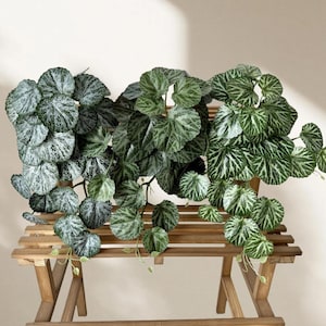 May include: Three artificial trailing plants with large, round leaves in shades of green and white are displayed on a wooden bench. The bench is made of light-coloured wood and has a slatted design.