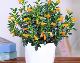 Goldfish Plant Live, Trailing Goldfish Vine, Orange Blooms Flower, Houseplant Growing
