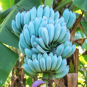 Ice Cream Banana Plant Live 4-7" Tall, Banana Fruit Tree, Cold Hardy for Outdoor Gardening